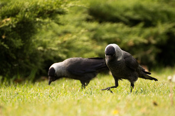 Black crow in nature on the green background