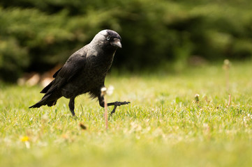 Black crow in nature on the green background