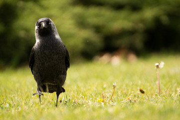 Black crow in nature on the green background