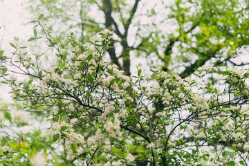 Fototapeta premium White chokeberry flowers blooming in the Spring.