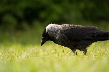 Black crow in nature on the green background