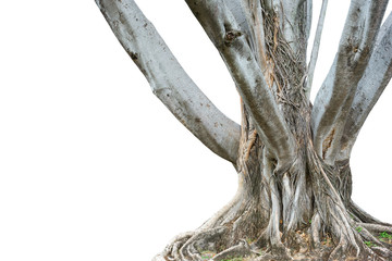 Roots of a tree and trunk isolated on white background. This has clipping path. - obrazy, fototapety, plakaty