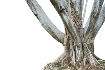 Schilderijen op glas Roots of a tree and trunk isolated on white background. This has clipping path. © yotrakbutda