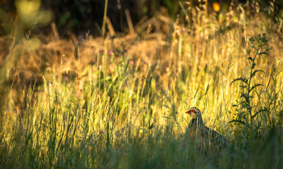 Perdiz no Alentejo