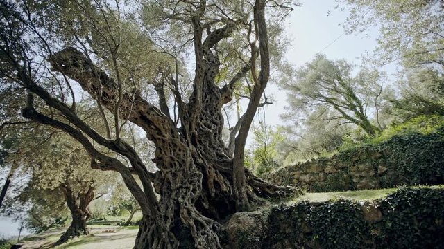 Very old olive tree in Budva, Becici, Montenegro