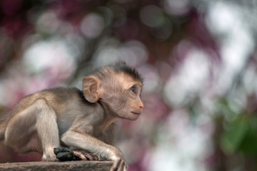 可愛いサル