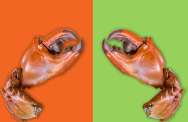 The claw separated from the white background
