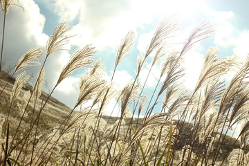 Obraz premium 輝くススキ