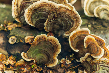Colorful mushrooms on a log