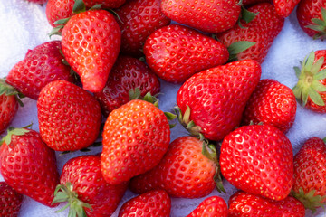 たくさんの苺の写真