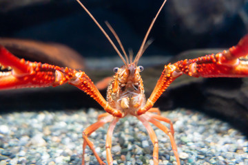 迫力のあるアメリカザリガニの写真