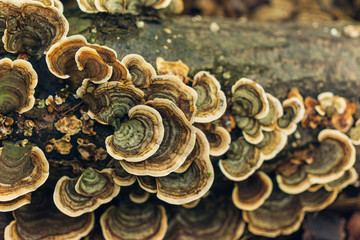 Colorful mushrooms on a log