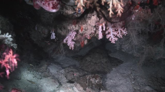 Tasselled Wobbegong on a coral reef. South Raja Ampat dive site Andiamo 4k footage