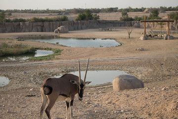 Goat at Zoo