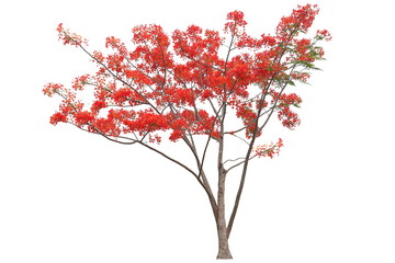 Red flamboyant royal poinciana flower tree isolated on white background for design work - obrazy, fototapety, plakaty