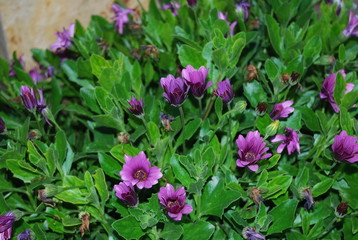Purple Floral in Garden Portrait