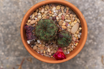 Potted cactus with a red flower