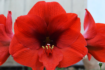 flor roja
