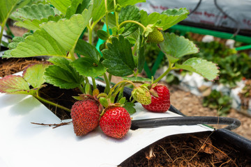 Cultivo de fresas en invernadero con riego por goteo