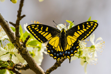  Old World Swallowtail Butterfly on a Flowering Plum Tree