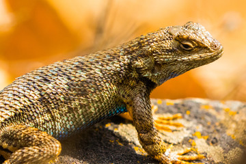 Male Western Fence Lizard Portrait on a Rock