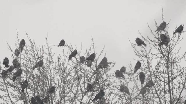 Group of crows on the tree at winter blizzard