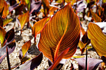 Canna Durban Colorful Leaf