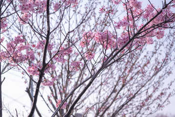 桜