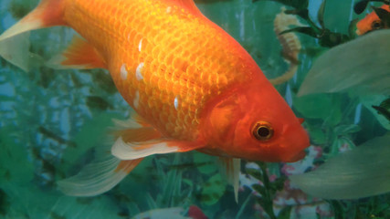 Home aquarium and its freshwater fish inhabitants