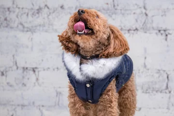 Foto op Aluminium Small funny dog of brown color with curly hair of toy poodle breed posing in clothes for dogs. Subject accessories and fashionable outfits for pets. Stylish overalls, suit for cold weather for animal © Elizaveta