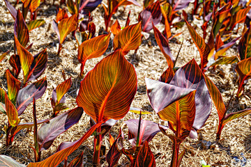 Canna Durban Leaves