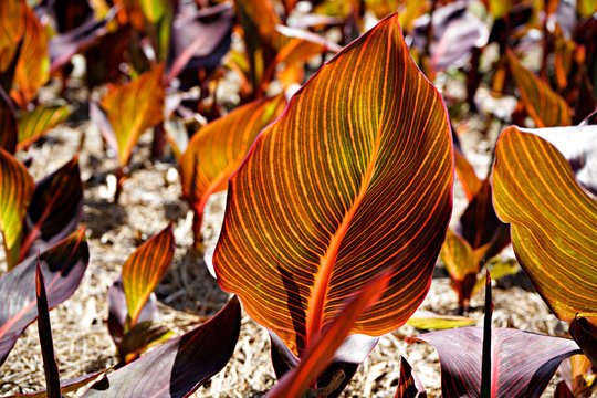 Canna Durban Colorful Leaf