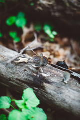 mushroom