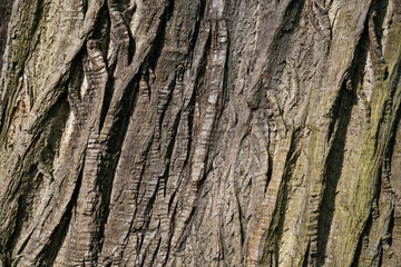 dry tree bark texture and background, close up