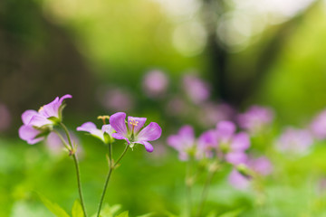 Fototapeta na wymiar Wild geranium, geranium maculatum, blooming in the Spring. 
