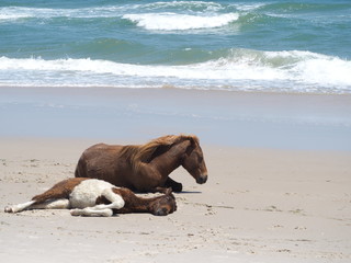 wild horses resting on the beach