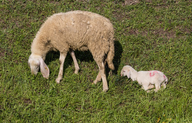 Pecora e agnellino