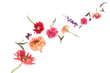 Flowers on a white background