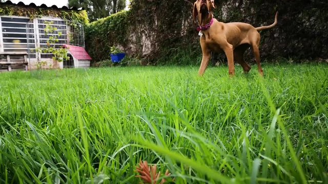 a brown puppy vizsla playing with a tennis ball in the grass at the backyard