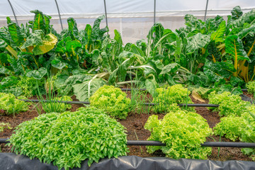 Cultivos de vegetales en invernadero con riego por goteo
