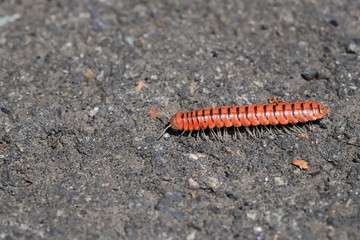 millipede