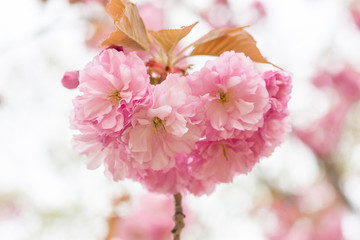 Spring blooming pink cherry blossoms, Japan