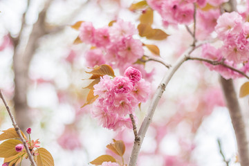 Spring blooming pink cherry blossoms, Japan