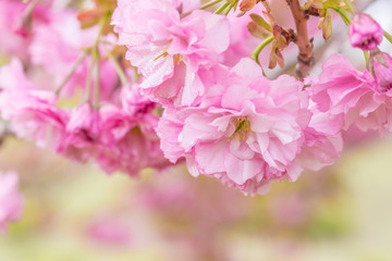 Spring blooming pink cherry blossoms, Japan