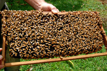 abejas productoras de miel en montones © LuisFelipe