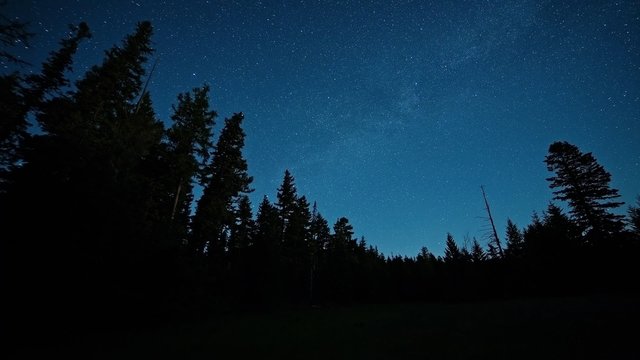 forest night oregon © Tyler Hulett