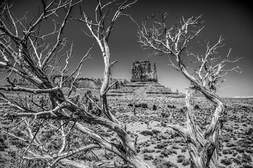 Dry rotten trees at Monument Valley in Utah - travel photography