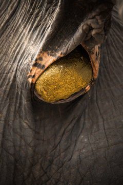Elephant Stool,Elephant while defecating  Fresh Elephant dung or feces.