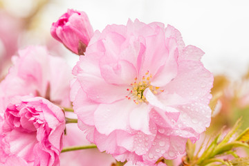 Naklejka na ściany i meble Spring blooming pink cherry blossoms, Japan