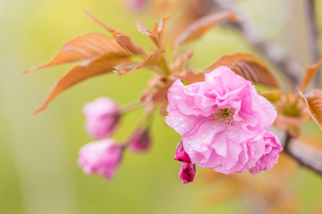 Spring blooming pink cherry blossoms, Japan
